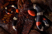 Western ribbon coral snake (Micrurus helleri) partially hidden under leaves, Yasuni National Park, Orellana, Ecuador.