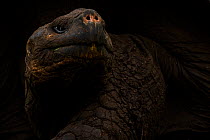 Western Santa Cruz / Indefatigable Island giant tortoise (Chelonoidis porteri) portrait, Santa Cruz Island, Galapagos, Critically endangered.