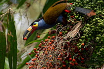 Plate billed mountain toucan (Andigena laminirostris) feeding on fruit, Mindo, Pichincha, Ecuador.