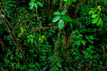 Vegetation in the Choco Rainforest, Mashpi, Pichincha, Ecuador, November 2016.