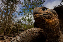 Galapagos tortoise hybrid (Chelonoidis complex) portrait, Floreana Island, Galapagos.