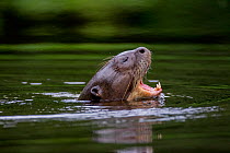Giant river otter (Pteronura brasiliensis) yawning at water surface, Yasuni National Park, Orellana, Ecuador, Endangered species.