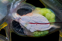 Female Reticulated glass frog (Hyalinobatrachium valerioi) viewed from below seeing internal organs through transparent skin, Canande, Esmeraldas, Ecuador.