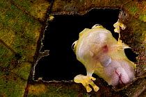 Reticulated glass frog (Hyalinobatrachium valerioi) viewed through hole in leaf seeing internal organs through its transparent skin, Canande, Esmeraldas, Ecuador.