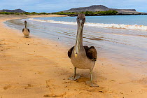 Two Galapagos brown pelicans (Pelecanus occidentalis) on beach, Floreana Island, Galapagos, October 2016.