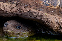 Western Santa Cruz / Indefatigable Island giant tortoise (Chelonoidis porteri) portrait, in shallow water, Santa Cruz Island, Galapagos, Critically endangered.