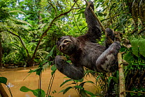 Brown throated three toed sloth (Bradypus variegatus) hanging from branch, Yasuni National Park, Orellana, Ecuador.