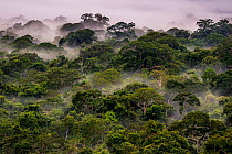 Mist in Amazonian canopy at dawn, Tambopata, Madre de Dios, Peru, March 2016.