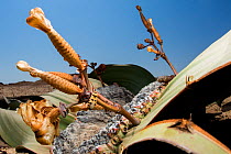 Welwitschia true bug (Probergrothius angolensis) on female Welwitschia / Tree tumbo (Welwitschia mirabilis) with cones, Swakopmund, Erongo, Namibia.