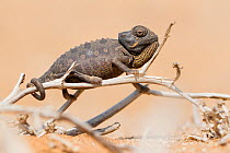 Namaqua / Desert chameleon (Chamaeleo namaquensis) on twig, Swakopmund, Erongo, Namibia.