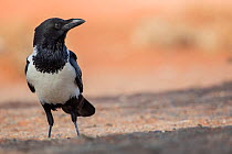 Pied crow (Corvus albus) portrait, Namib Desert, Sossusvlei, Namibia.