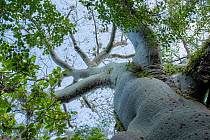 Ceiba / Kapok tree (Ceiba trichistandra) low angle view, Macara, Loja, Ecuador.