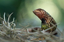 Puyango whorltail iguana (Stenocercus puyango) portrait, Macara, Loja, Ecuador.