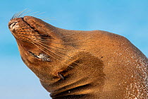 Galapagos sea lion (Zalophus wollebaeki) leaning head back, Floreana Island, Galapagos, Endangered species.