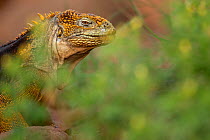 Galapagos land iguana (Conolophus subcristatus) portrait, North Seymour Island, Galapagos, Vulnerable species.