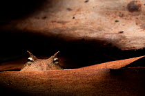 Amazon horned frog (Ceratophrys cornuta) on leaf, Yasuni National Park, Orellana, Ecuador.