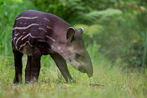 South American tapir (Tapirus terrestris) foraging, Yasuni National Park, Orellana, Ecuador, Vulnerable species.