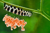 Brush footed butterfly (Lycorea sp.) caterpillar with parasitic wasp cocoons on silk threads, Yasuni National Park, Orellana, Ecuador.