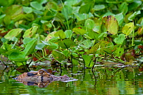 Black caiman (Melanosuchus niger) at water surface, Yasuni National Park, Orellana, Ecuador.