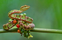 Eyelash palm pitviper (Bothriechis schlegelii) curled round berries on twig, Canande, Esmeraldas, Ecuador.