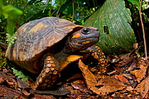 Yellow footed tortoise (Chelonoidis denticulata) portrait, Yasuni National Park, Orellana, Ecuador. Vulnerable species.