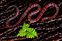 Ornate coral snake (Micrurus ornatissimus) viewed from above, Yasuni National Park, Orellana, Ecuador.
