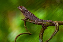 Bocourt's dwarf iguana / Spiny dwarf-iguana (Enyalioides heterolepis) on branch, Canande, Esmeraldas, Ecuador.