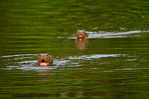 Two Giant river otters (Pteronura brasiliensis) swimming, Tambopata, Madre de Dios, Peru.