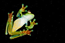 Palmar tree frog (Boana / Hypsiboas pellucens) underside seen through glass showing sticky /  suction pads on toes, San Lorenzo, Esmeraldas, Ecuador, Controlled conditions.