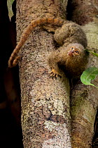 Pygmy marmoset (Cebuella pygmaea) on tree trunk, Cuyabeno, Sucumbios, Ecuador.