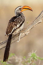 Southern yellow billed hornbill (Tockus leucomelas) perched on branch, Etosha National Park, Harare Province, Namibia.