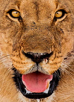 Female African lion (Panthera leo) face portrait, Etosha National Park, Harare Province, Namibia.