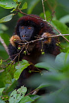 Yellow-handed titi monkey (Callicebus lucifer) feeding, Cuyabeno, Sucumbios, Ecuador.
