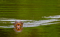 Giant river otter / Giant Brazillian otter (Pteronura brasiliensis) swimming, Tambopata, Madre de Dios, Peru, Endangered species.