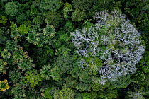 Aerial view of Kapok / Ceiba tree (Ceiba pentandra) in the Amazonian canopy, Yasuni National Park, Orellana, Ecuador.