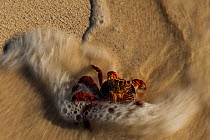 Sally lightfoot crab (Grapsus grapsus) at edge of surf in wave, Floreana Island, Galapagos.