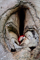 Green winged macaw / Red and green macaw (Ara chloropterus) nesting in hole in tree trunk, Tambopata, Madre de Dios, Peru.