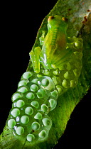 Minute Glassfrog (Centrolene peristictum) male guarding eggs, Mindo, Pichincha, Ecuador, Vulnerable species.