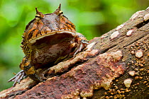 Amazon horned frog (Ceratophrys cornuta) portrait, Yasuni National Park, Orellana, Ecuador.