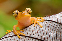Troschel's tree frog / Calcar tree / Convict tree frog (Hypsiboas calcaratus) portrait, on leaf, Cuyabeno, Sucumbios, Ecuador.