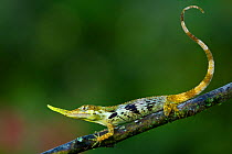 Pinocchio lizard (Anolis proboscis) male on twig, Mindo, Pichincha, Ecuador, January 2013, Endangered species.