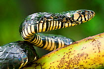 Yellow rat snake (Spilotes pullatus) portrait, Otongachi, Santo Domingo de los Tsachilas, Ecuador.