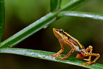 Longnose harlequin frog (Atelopus sp) on leaf, Chinambi, Carchi, Ecuador.