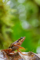 Longnose harlequin frog (Atelopus sp) on leaf, Chinambi, Carchi, Ecuador.