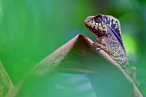 Smooth helmeted iguana (Corytophanes cristatus) portrait, Sarapiqui, Heredia, Costa Rica.