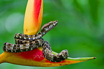 Speckled forest pit viper (Bothriopsis taeniata) on heliconia, Yasuni National Park, Orellana, Ecuador.