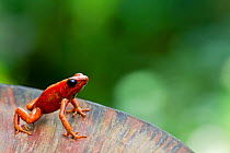 Little-devil poison frog (Oophaga sylvatica) on plant, Canande, Esmeraldas, Ecuador.