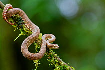 Eyelash viper (Bothriechis schlegelii) on twig, Canande, Esmeraldas, Ecuador.