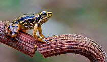 Awa rocket frog (Hyloxalus awa) on stem, Rio Silanche, Pichincha, Ecuador, October 2013, Vulnerable species.