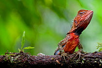 Amazon wood lizard / Guichenot's dwarf iguana (Enyalioides laticeps) portrait, Yasuni National Park, Orellana, Ecuador.